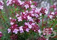 �� �� ����� ������ ���������, ����� � ������� �����, ����������� ������� �������