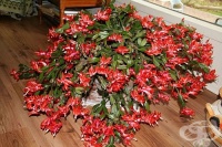 �� �� "��������" ��������� ��������, ����������� �������� �����