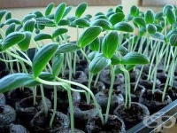 �� �� �������� �������� �� ������, ��������� �������� ��� ����� �� ��������