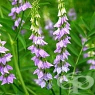 За лечение на лека форма на диабет използвайте жаблек