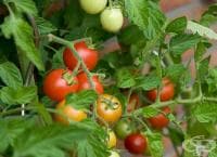 �� ��-������ ������� �� ������ ���������� ����������� �������� ��