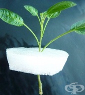 �� ��-����� ����������� �� �������� ����������� ��������