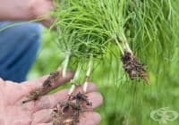 �������� ������� �� ������ � ����� � ������ ����