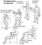 Пример за тренировъчна програма за напреднали в деня за бицепс