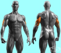 Тренировки за трицепс: Ниво „Напреднали“