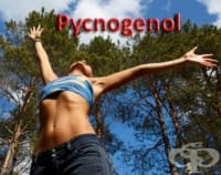 Пикногенол като спортна добавка