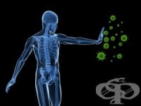 Спорт и имунна система