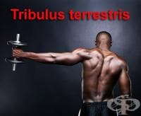 Трибулус терестрис като спортна добавка