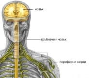 Увреда на периферните нерви при спортисти