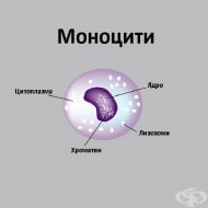 Повишени нива на моноцити в периферната кръв