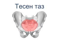 Тесен таз