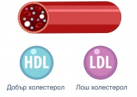 Висок HDL холестерол