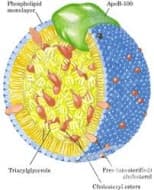 �������������� �100