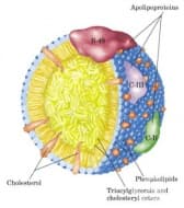 �������������� CII