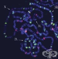 ������������� �� ���� ������������ (FISH)