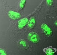 KI-67 ������� ����