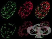 ����� �������� ������� 22 ����