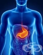 HER 2 ���� ��� ��� �� �������