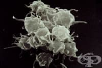 ����������� ���������