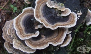 ����� ��� ���������� �����������