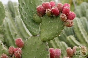 ������������ ������� �� ������