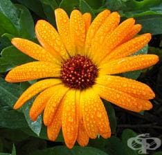 ����� ������ ����� ������������