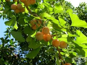 ���� �� ����� ������ - ����� ������ �������� ���