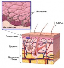 Ембрионално развитие на кожата