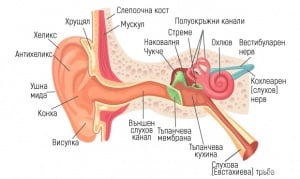 Орган на слуха и равновесието - ухо