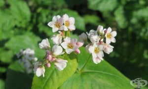 ����, �������, ������