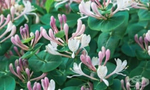 ��������� �����, ���������� ��������