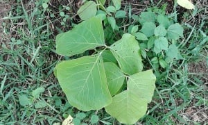 ����� �������, ���� ���� ����