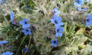 ��������, ���� ������, �����