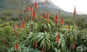 ���� �������, ���������� ����