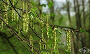 ��������� �����