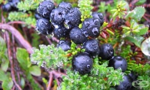 ����� ��������