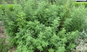 ����������� �����, ������ ����������� �����, ��� ���