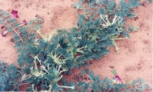 �������� �����