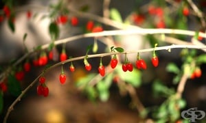 �����,  ����� ����