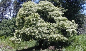 �����, �������� ����