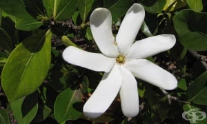 ��������� ��������, �����