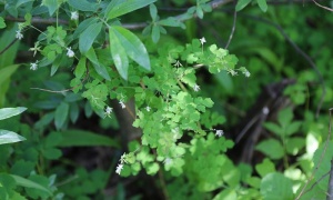 ����������� ��������, ��������� �����������, ����������� ������� ������