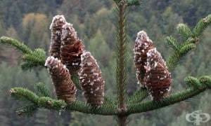 ���� ���, ���������� ���