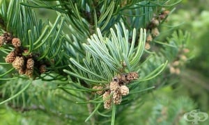 �������� ���