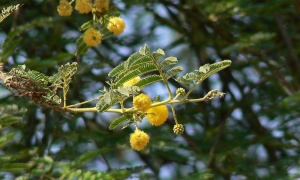 ������� ������, ������ ��������, ���� �������