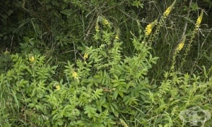 ������, ������� ������, ���������, �������