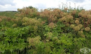 ��������, ������� �������, ���������� �����, ��������� ��������