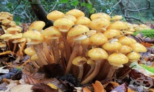 ������ ����, ��������, ��������, ������� ��������, �������������� ��������