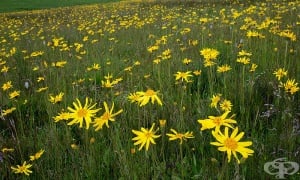 ������ - ���������, ��������