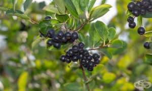 ������ �����������